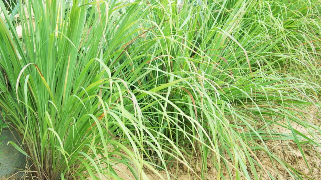 capim-cidreira