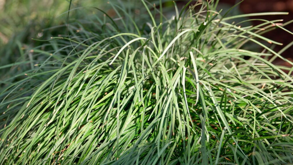 Insônia? Essas 5 plantas ajudam a relaxar e ter sono profundo naturalmente