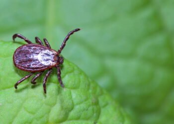 Essas plantas que atraem carrapatos e você precisa evitar ter em casa