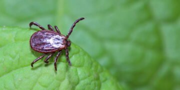 Essas plantas que atraem carrapatos e você precisa evitar ter em casa