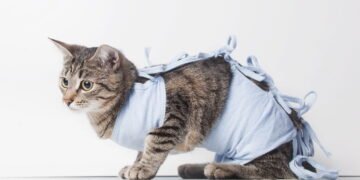 Tudo o que você precisa saber antes de castrar o seu animal de estimação