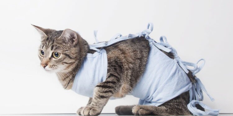 Tudo o que você precisa saber antes de castrar o seu animal de estimação