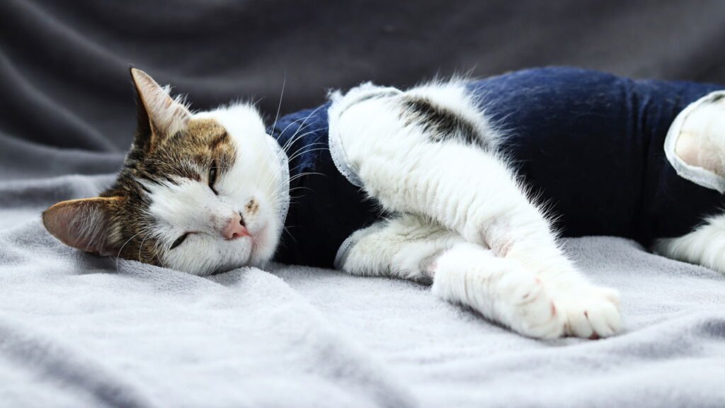 Tudo o que você precisa saber antes de castrar o seu animal de estimação