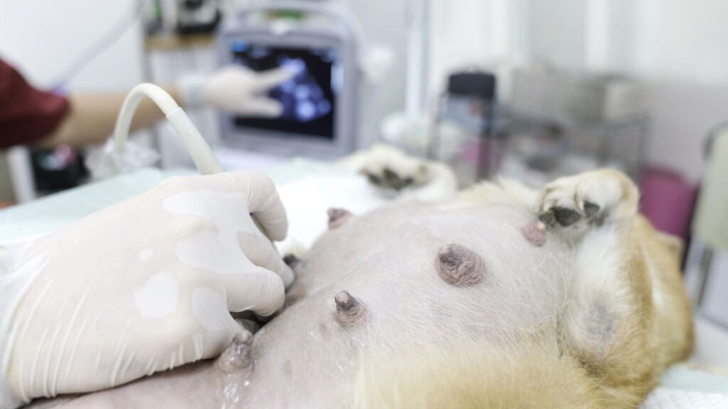 Tudo o que você precisa saber antes de castrar o seu animal de estimação