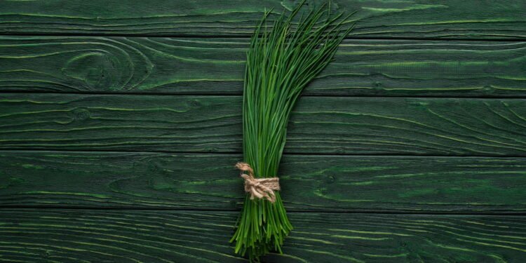 A hortaliça que brota até na água e pode ser colhida o ano todo