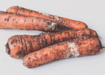 O que significa quando a cenoura fica com manchas escuras