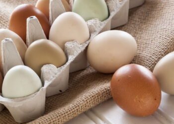 Ovos com salmonela são retirados do ponto de vendas por risco de contaminação