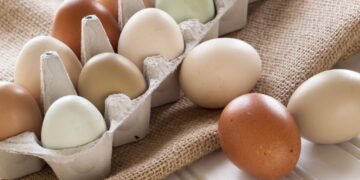 Ovos com salmonela são retirados do ponto de vendas por risco de contaminação