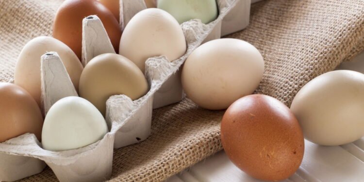 Ovos com salmonela são retirados do ponto de vendas por risco de contaminação