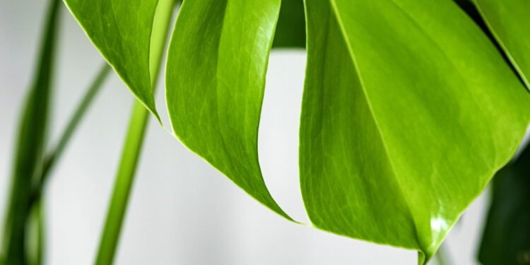 O local ideal para sua planta costela-de-adão crescer rapidamente em casa