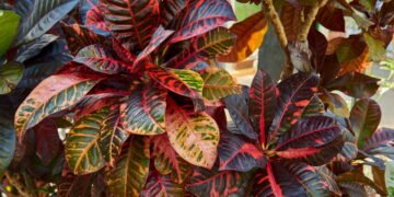 As plantas de interior mais bonitas e fáceis de cuidar