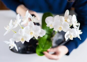 Saiba quais são as 3 maneiras de reviver sua orquídea e como cuidar