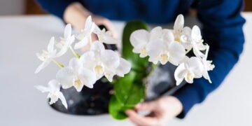 Saiba quais são as 3 maneiras de reviver sua orquídea e como cuidar