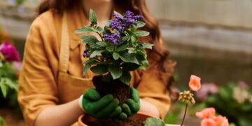 Cuidar de plantas