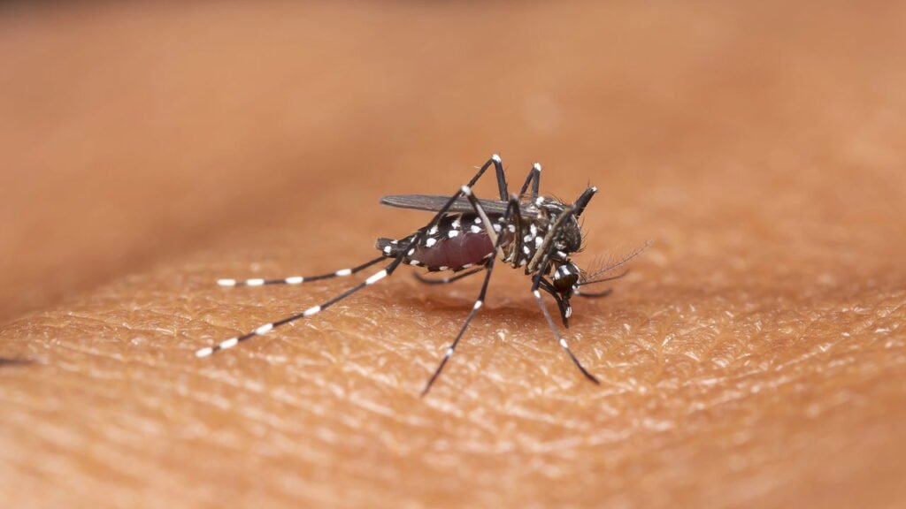 Vacina desenvolvida no Brasil pode proteger contra dengue e zika