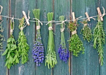 Plantar ervas medicinais em casa é mais fácil do que parece