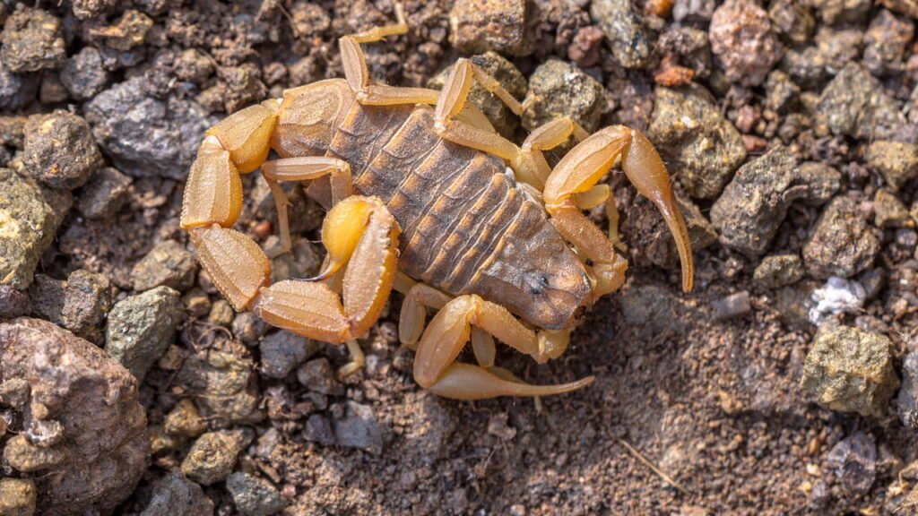O que você não deve fazer ao encontrar um escorpião na sua casa
