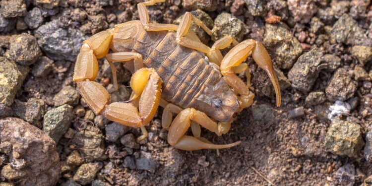 O que você não deve fazer ao encontrar um escorpião na sua casa