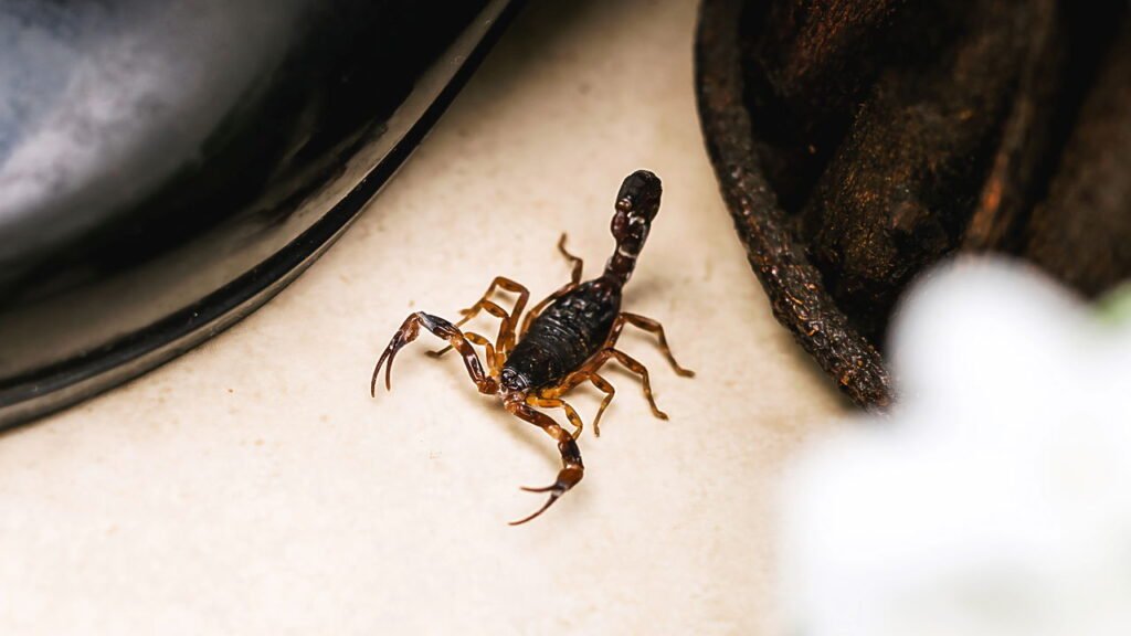 O que fazer e o que não fazer em caso de picada de escorpião em casa