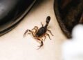 O que fazer e o que não fazer em caso de picada de escorpião em casa