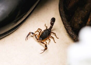 O que fazer e o que não fazer em caso de picada de escorpião em casa
