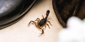 O que fazer e o que não fazer em caso de picada de escorpião em casa