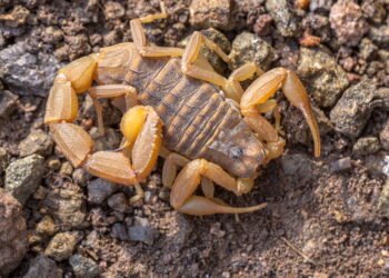As 4 plantas que afastam escorpiões e ainda decoram sua casa com elegância