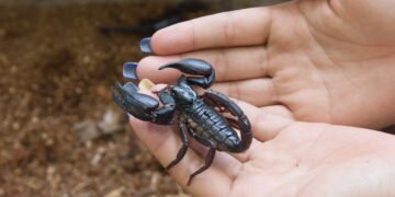 Essas são as melhores plantas que afastam escorpiões da sua casa