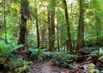 Alguns pontos críticos da nova legislação ambiental em debate