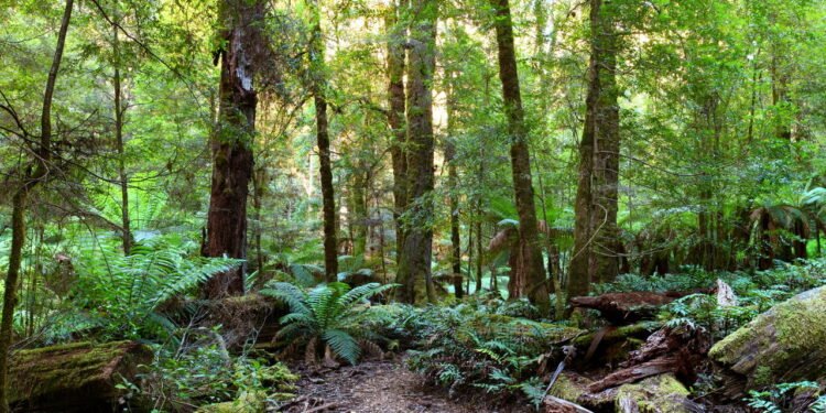 Alguns pontos críticos da nova legislação ambiental em debate