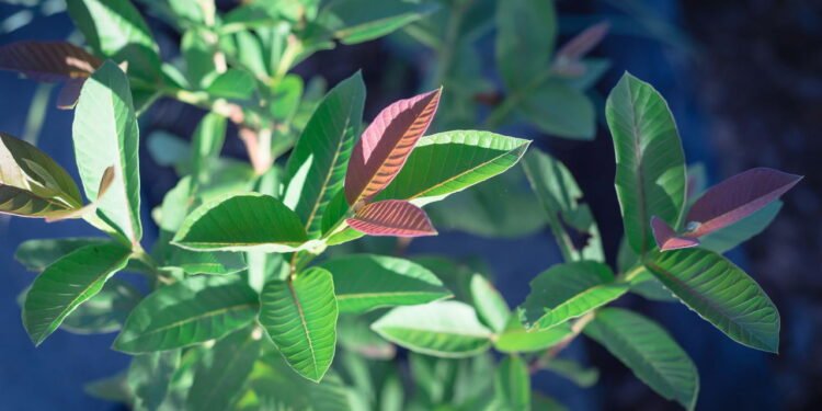 5 maiores benefícios da folha de goiaba para a saúde