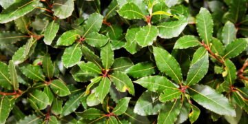 O melhor lugar da casa para colocar o louro para atrair boa sorte e repelir insetos