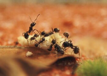 Formigas em casa? Acabe com o problema com esta solução fácil