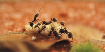 Formigas em casa? Acabe com o problema com esta solução fácil