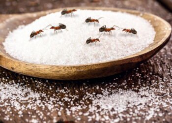 O truque natural para acabar com formigueiros em casa