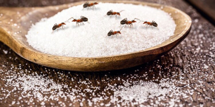 Formigas em casa (Créditos: depositphotos.com / robertohunger)