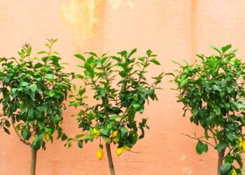 A árvore que dá frutos