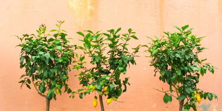 A árvore que dá frutos