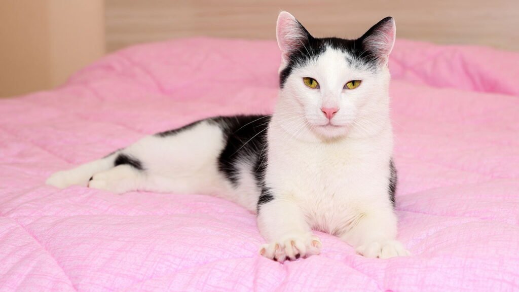 4 sinais de que seu gato ama você mais do que imagina