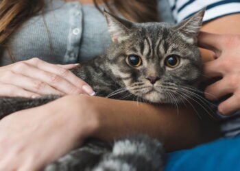 Gato mostrando a barriga