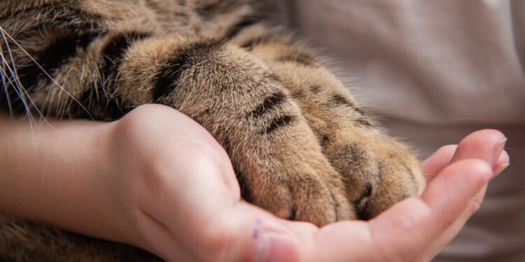 Gato amassa com as patinhas