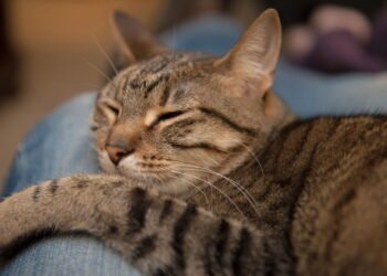 O que significa quando o gato prefere dormir em cima de você