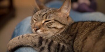 Gato dorme em cima
