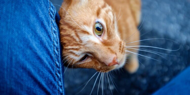 4 sinais de que seu gato ama você mais do que imagina