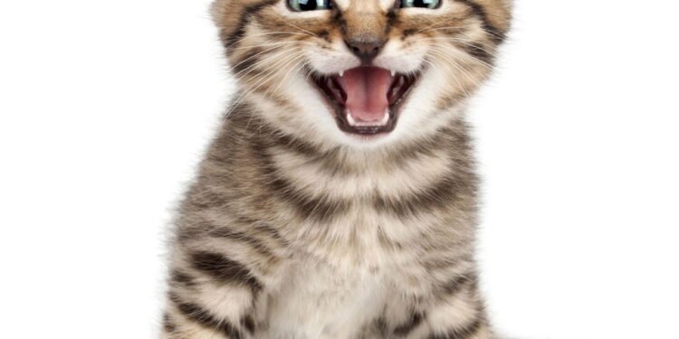 Gato miando alto à noite