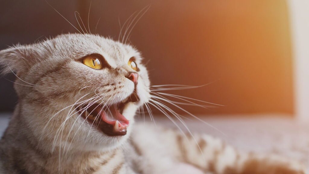 Gato miando alto à noite