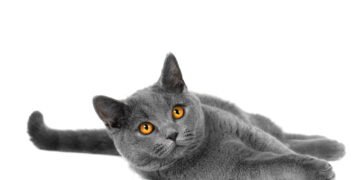 Gato olhando