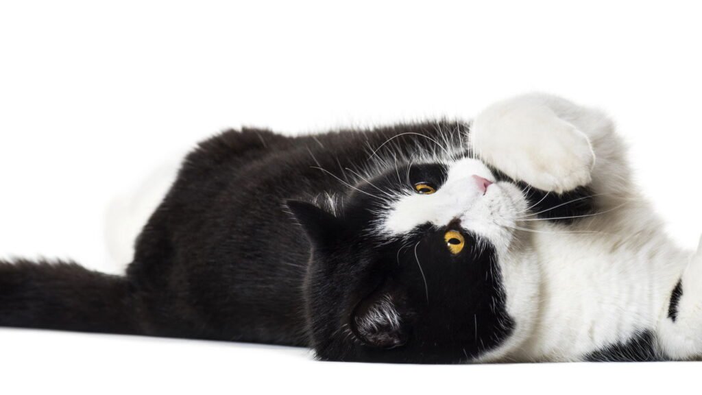 Gato mostrando a barriga