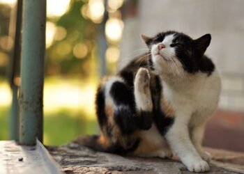 As soluções caseiras mais eficazes para livrar seu gato das pulgas