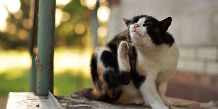 Gato se coçando - Créditos: depositphotos.com / sonymoon